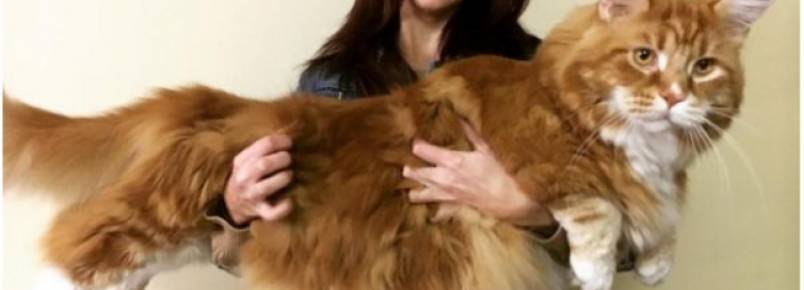 Gato com 1,2 m pode entrar no Guinness como o mais longo do mundo